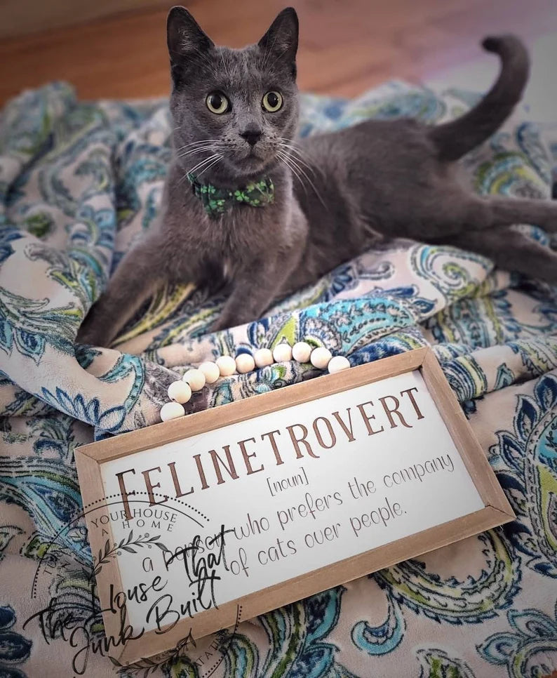Definition Sign Felinetrovert Cat